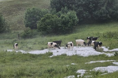 Kühe schlecken Hageleis in Bermsgrün.