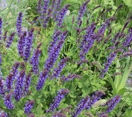 Fotos: Böhm/Landesgartenschau
