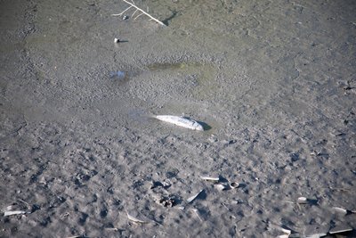 Eine Population von Graskarpfen ist in dem Teich verendet.
