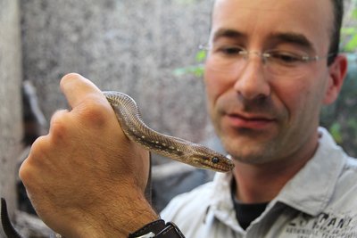 Der Biologe Thomas Lübcke hält im Senckenberg Museum für Naturkunde in Görlitz (Sachsen) eine Regenbogen-Boa in der Hand. Eine Streife der Bundespolizei hat auf einer Zufahrtsstraße zum ehemaligen Grenzübergang Ludwigsdorf bei Görlitz eine gut einen Meter lange Schlange entdeckt.