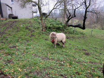 Zwei Schafe sind auf einem Grundstück in Sorgau verletzt worden. Ein weiteres Schaf ist - vermutlich durch einen Wolfsriss - getötet worden.