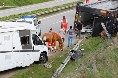 Der Transporter mit den edlen Hengsten war wegen eines Reifenplatzers auf dem Weg nach Chemnitz auf der Autobahn A72 am Autobahnkreuz Chemnitz von der Fahrbahn abgekommen.