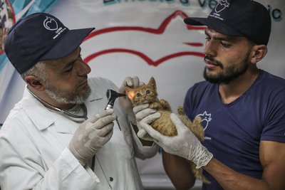Tierarzt Mohammad Youssef (links) untersucht im Tierheim von Mohammed Alaa al-Jaleel eine in Sicherheit gebrachte kleine Katze.