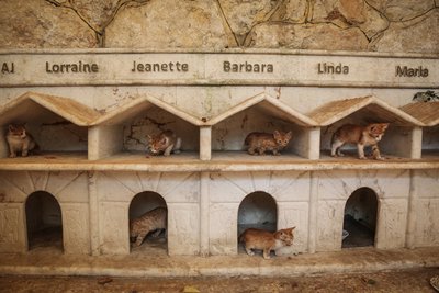Katzen laufen durch ihre Unterkünfte in Ernesto's Cat Sanctuary, das Tierretter Alaa in  Kafr Naya betreibt.