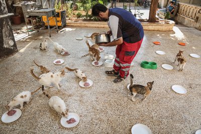 Mohammed Alaa al-Jaleel füttert gerettete Katzen im Ernesto's Cat Sanctuary, das er mit Unterstützung von Spendern in Kafr Naya betreibt. 
