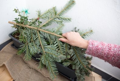 Mit Zweigen können empfindliche Pflanzen vor Frostschäden geschütztz werden. 