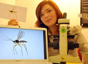 So riesig wie auf dem Bildschirm sieht man die Forschungsobjekte von Linda Marx nur unter dem Mikroskop, tatsächlich sind ihre Trauermücken gerade mal 0,7 bis einen Millimeter groß.