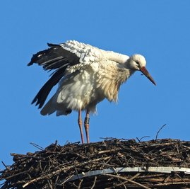 Dieser Schnappschuss von der Storchen-Dame gelang vor drei Tagen. Der Vogel wurde 2018 in Tschechien beringt. 2020 wurde er mehrmals in Mittelsachsen gesichtet, seit April ist er in Waldenburg. 