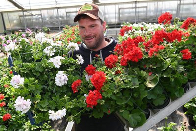 Bei Patrick Böhme, Inhaber der gleichnamigen Gärtnerei in Lunzenau, gibt es zwar keine Hanfpflanzen zu kaufen, aber unter anderem Hängepelargonien.
