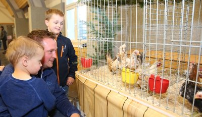 Iwen, sein kleiner Bruder Lewi und Papa Martin Günnel sind von der kleinsten Hühnerrasse der Welt ganz angetan. Bewertet werden die süßen Federtiere aber nicht. 