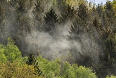 Wolken von Pollen wie in diesem Fichtenwaldstück steigen derzeit überall auf. 