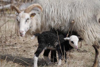 Guteschaf-Muttertier mit Lamm im Wildgatter Oberrabenstein.