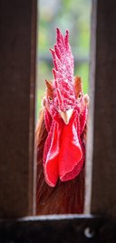 Hahn Rüdiger betrachtet das Ganze Treiben auf dem Graebner-Hof lieber aus sicherer Entfernung.
