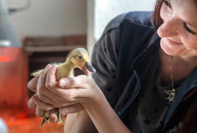 Einige Tiere aus der erfolgreichen Streicherenten-Zucht möchte Franziska Lindner auch ausstellen.