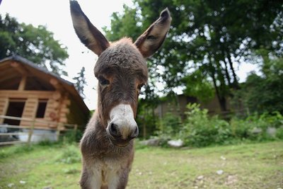 Esel-Nachwuchs gibt es im Tierpark Klingenthal. Ein Name für den jungen Hengst wird noch gesucht. In die Namensfindung sollen natürlich die Besucher mit einbezogen werden.