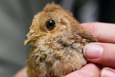 Eines der neuen Goldfasanen-Küken im Klingenthaler Tierpark. IhreHeimat ist das mittlere China.