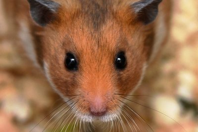 Den ursprünglichen Lebensraum der Goldhamster bilden die Steppen inSyrien.
