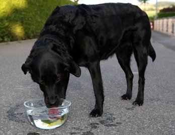 Durstig: Labradormischlingshündin Lotti ist dankbar über eine Schüssel mit frischem Wasser.