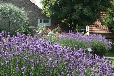 24 Sorten Lavendel findet man im Garten von Simona Görtlerová, der bis September in voller Blüte steht. 
