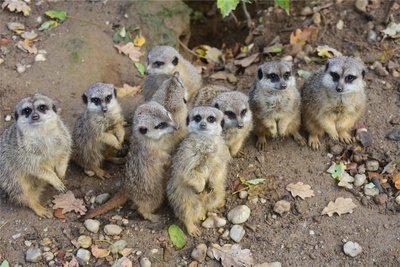 Sie gehören zu den niedlichsten Tieren im Tierpark Chemnitz: die Erdmännchen.