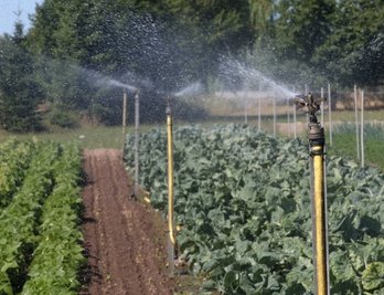 Pflanzen in Not: In der Gärtnerei Weigel laufen die Sprinkleranlagen auf Hochtouren. 