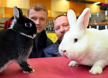 
              <p class="artikelinhalt">Preisgekrönte Kaninchen und ihre stolzen Züchter: Marko Volkmann (links) und Bernd Krutzsch bekamen für ihre Tiere der Rasse Farbenzwerge und Weiße Wiener jeweils das Prädikat "Vorzüglich". </p>
            
