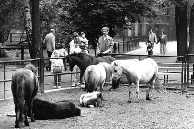 Blick in die Vergangenheit: Dieses Bild vom Gehege der Shetlandponys entstand 1988.