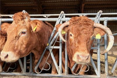 Die Limousin-Rind zeichnet sich durch kräftiges Fleisch aus. 