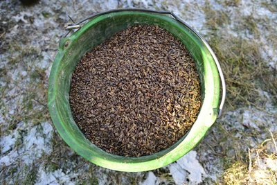 Sechs Kilo Samen wurden auf der 0,3 Hektar großen Fläche gesät.