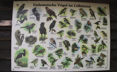 Die einheimische Vogelwelt kennen die AG-Kinder gut. Am heutigen Freitag werden die Vögel gezählt.
