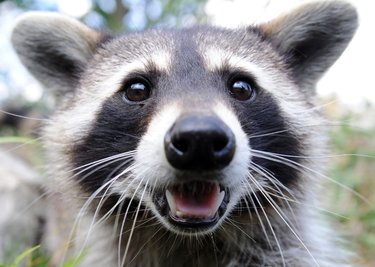 Waschbären sehen zwar niedlich aus, trotzdem stellen die Einwanderer aus Nordamerika für die heimische Natur eine Gefahr dar. 