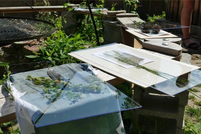 Zwecks Belichtung wurden die als Motive dienenden Pflanzen für etwa fünf Minuten auf dem Papier beziehungsweise dem Stoff fixiert.