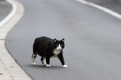 Eine über die Straße laufende Katze zwang einen Transporterfahrer zu einem Ausweichmanöver, das missglückte.