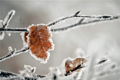 Winter - das ist nicht nur Kälte. Er lässt aus Pflanzen auch bizarre Gebilde entstehen, die das Herz erfreuen. 