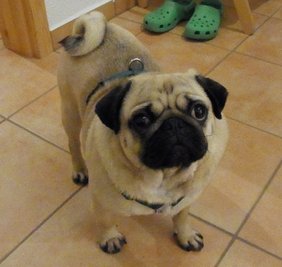 Vermisst: Mops Balou.