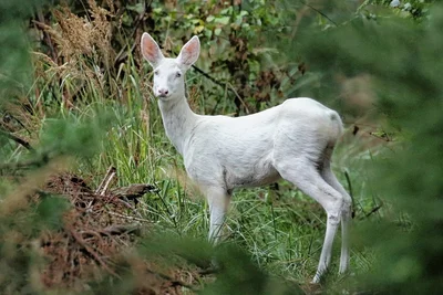 Wanderer und Spaziergänger haben in den zurückliegenden Wochen immer mal wieder ein weißes Reh im Werdauer Wald gesichtet. Und auch Fotograf Carol Scholz lief das ungewöhnlich aussehende Tier vor die Linse. Komplett weißes Wild ist zwar relativ selten, aber immer mal wieder zu beobachten. Von den hiesigen Jägern hat der Sonderling wohl kaum etwas zu befürchten. Es soll nämlich Unglück bringen, ein weißes Tier zur Strecke zu bringen.rdl