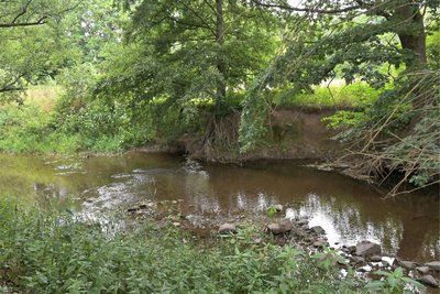 Ein Abschnitt der Würschnitz mit sichtbar hoher Qualität für Flora und Fauna: Das Steilufer bietet Höhlenbrütern ideale Bedingungen, Baumkronen spenden Schatten.