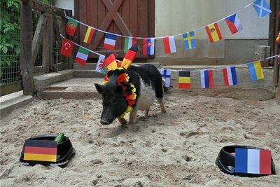 Schnurstracks ging Glücksschwein Rudi zum Napf mit der deutschen Nationalflagge. Ein gutes Omen? 