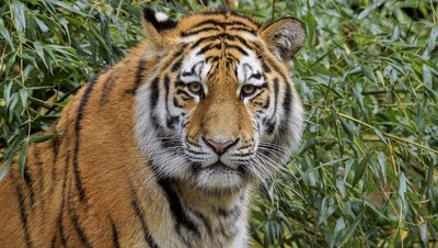 Der Sibirische Tiger "Wolodja"