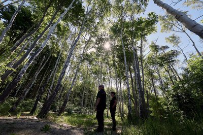 Auch die Rostocker Heide ist ein Exkursionsziel bei der Forstvereinstagung.