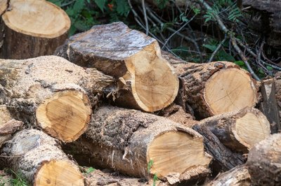 Nachwachsender Rohstoff Holz ist weiter gefragt. 