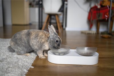 Nagetiere wie Kaninchen reagieren besonders heftig auf Hitze. Sie brauchen immer frisches Wasser.