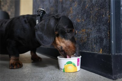 Dackel Aldo lässt sich im Zwickauer Café Dolce Freddo Hundeeis schmecken.