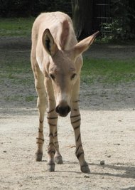Dieses Fohlen kam am Dienstag im Tierpark Chemnitz zur Welt.