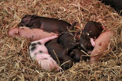 Gleich sieben Ferkel kamen in der vergangenen Woche im Tierpark Chemnitz zur Welt.