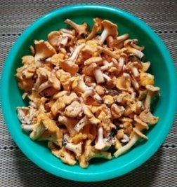 Erste Pilze der Saison: Eine Schüssel voller Pfifferlinge. 