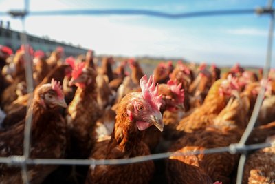Seit Herbst 2021 steigen die Geflügelpest-Fallzahlen im Landkreis Mittelsachsen wieder drastisch an.