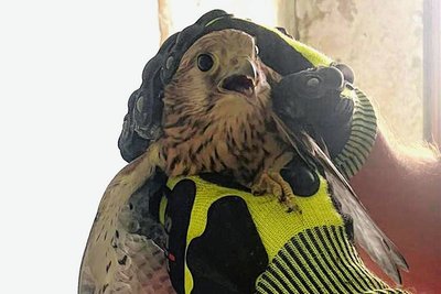 Der Falke in den Händen seines Retters.