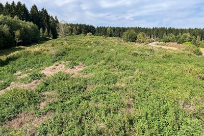 Auf rund 57.000 Kubikmeter veranschlagt das Umweltministerium die Menge an illegal abgeladenem Papierschlamm in Hartmannsdorf, auf dem sich die Natur längst ausgebreitet hat. Trotzdem sickert das Gift aus dem Hügel heraus.