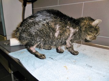 Eine verletzte Katze wird im Tierheim Großliebringen behandelt. Nach dem Fund von mindesten zwei mit Öl verschmierten Katzen im Ilm-Kreis sucht das Veterinäramt weiter nach der Ursache. 